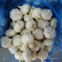 2020 nuevo cultivo de ajo blanco normal y blanco puro
